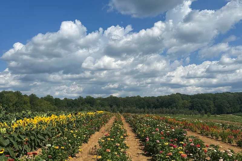 Annie's Orchard (Stone Tavern Orchards II) photo