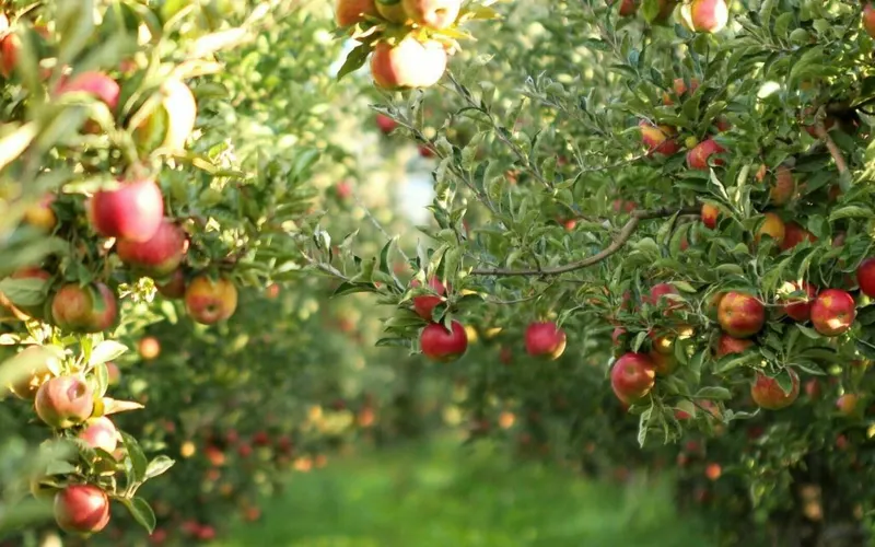 Demarest Farm