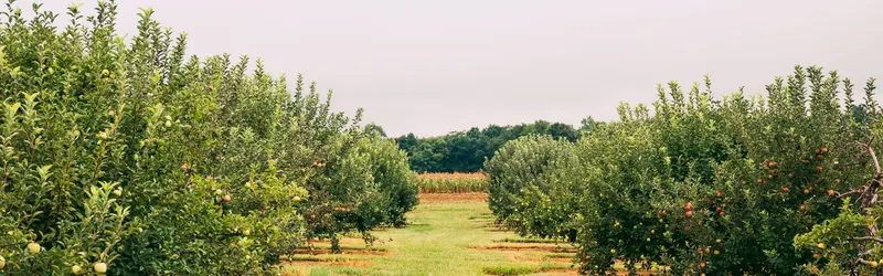 Eastmont Orchards