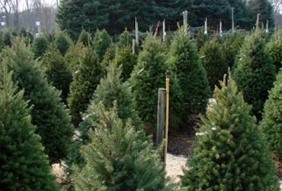 Exley's Christmas Tree Farm #2 photo