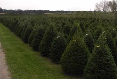 Exley's Christmas Tree Farm #2 photo