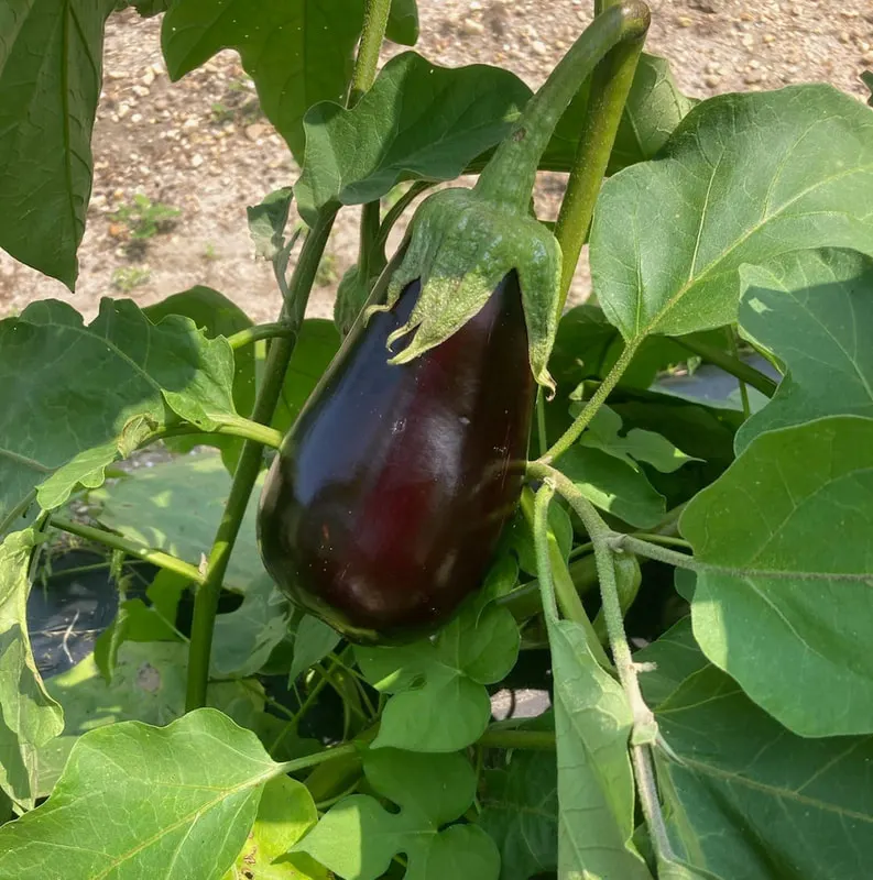 Giamarese Farm photo