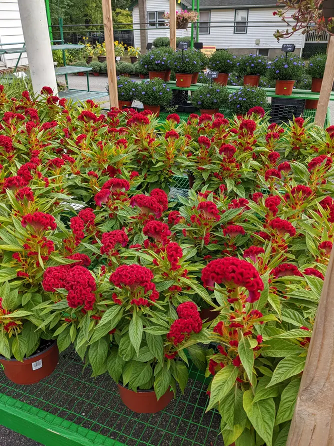 Goffle Brook Farm & Garden Center