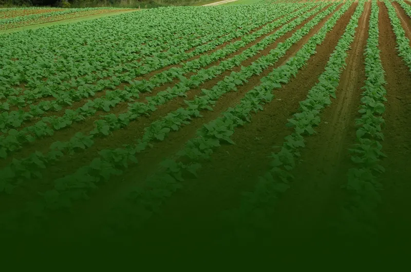 Hallock's U-Pick Farm