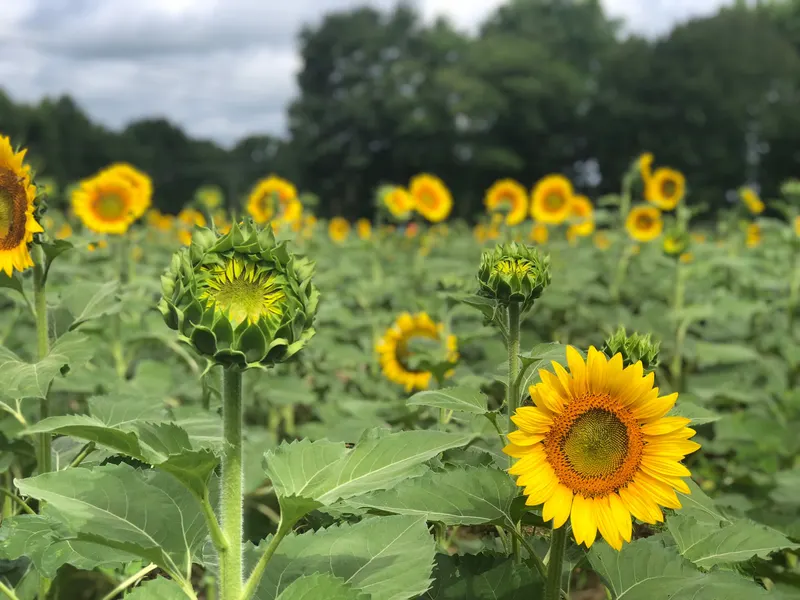 Happy Day Farm