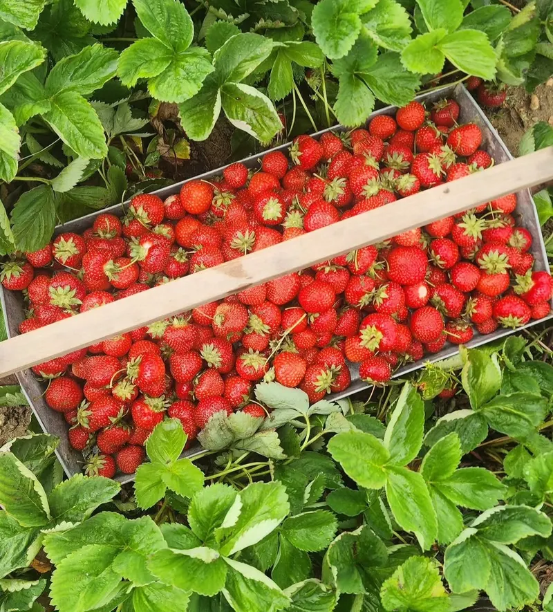 Hickory Corner Farm photo