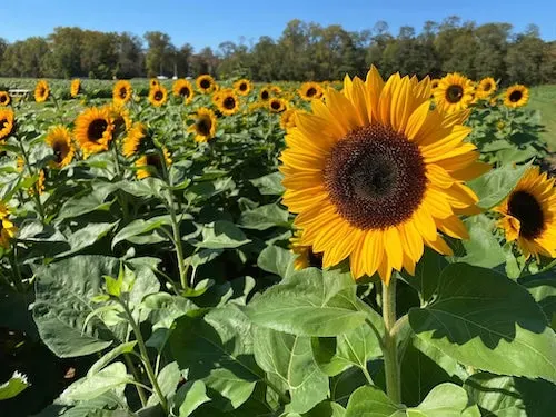 Holland Ridge Farms photo