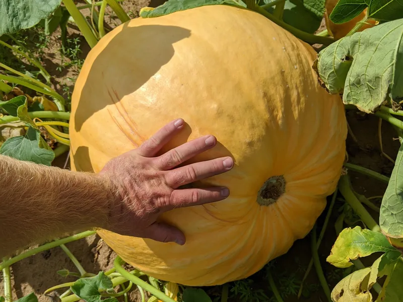 Protinick Family Farm photo