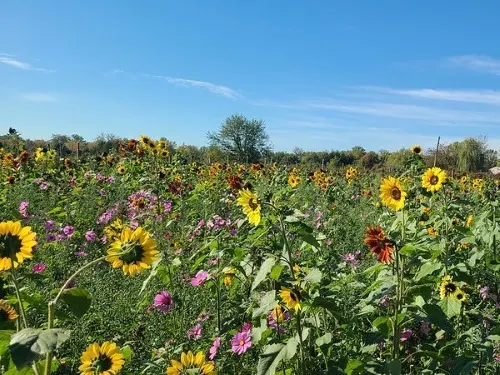 Terhune Orchards