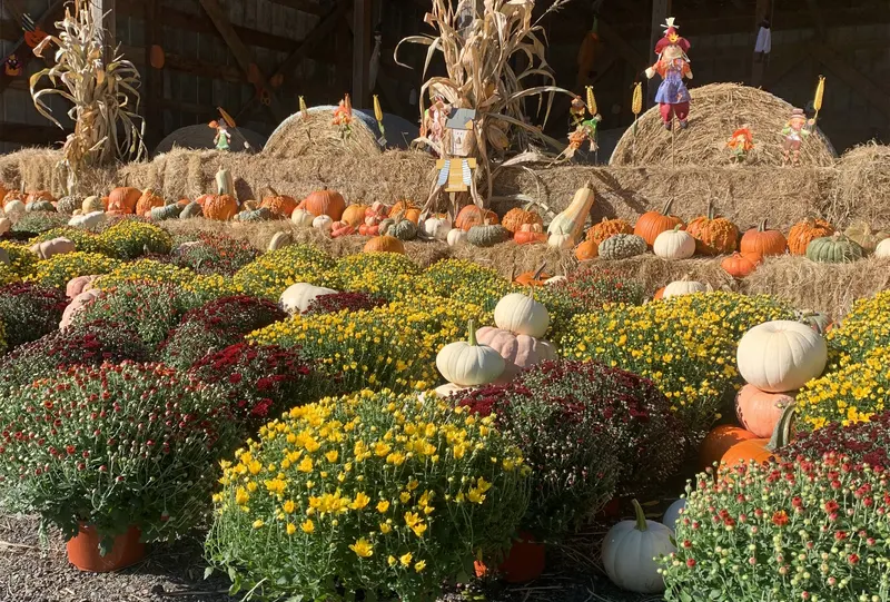 West Portal Pumpkin Patch