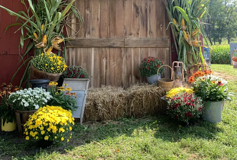 West Portal Pumpkin Patch photo
