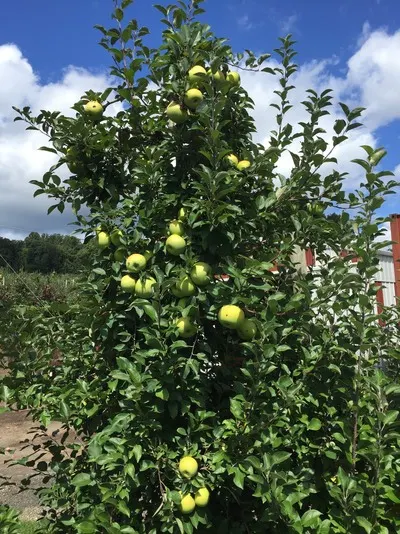 Wightman's Farms photo