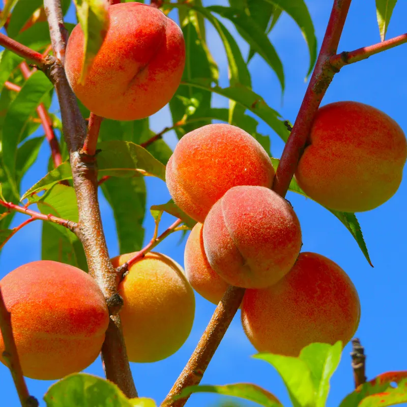 Apple Ridge Orchards
