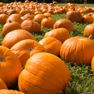 Apple Ridge Orchards photo