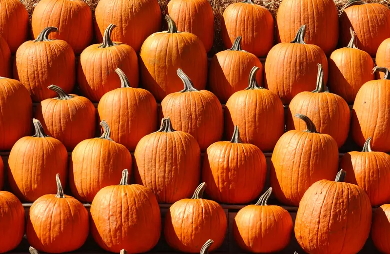 Great Pumpkin Farm