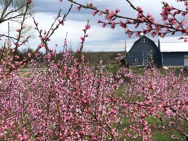 Green Acres Farm Market & Bakery