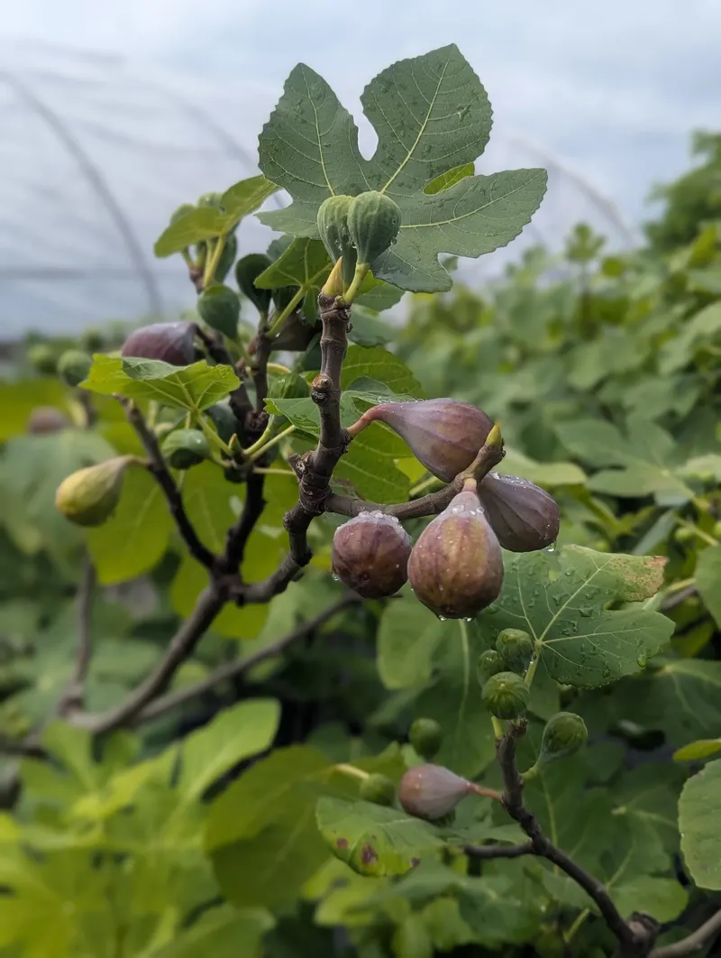 Grisamore Farms photo