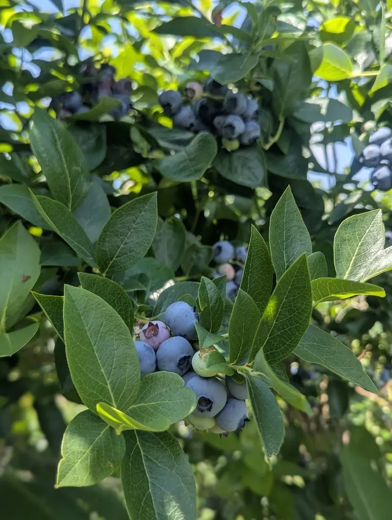 Grisamore Farms photo