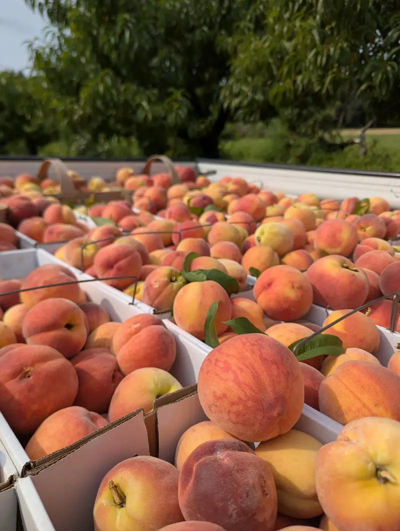 Grisamore Farms photo