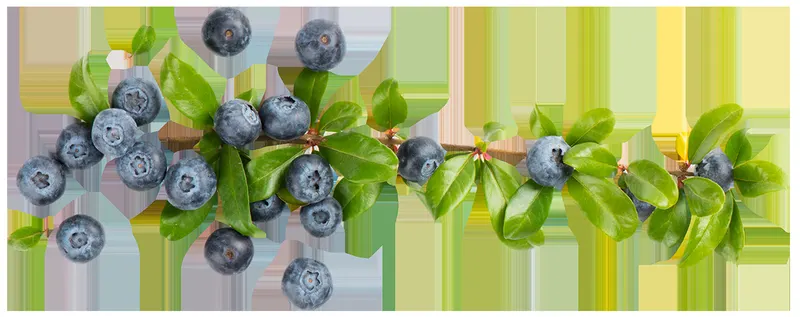 Halfway Acres (Organic Blueberries) photo