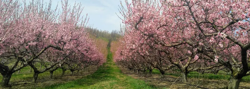 Jenkins - Lueken Orchards
