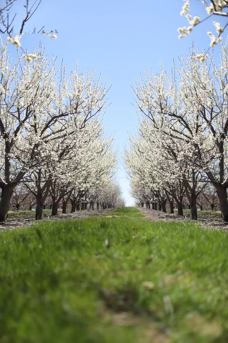 Lawrence Farms Orchards photo