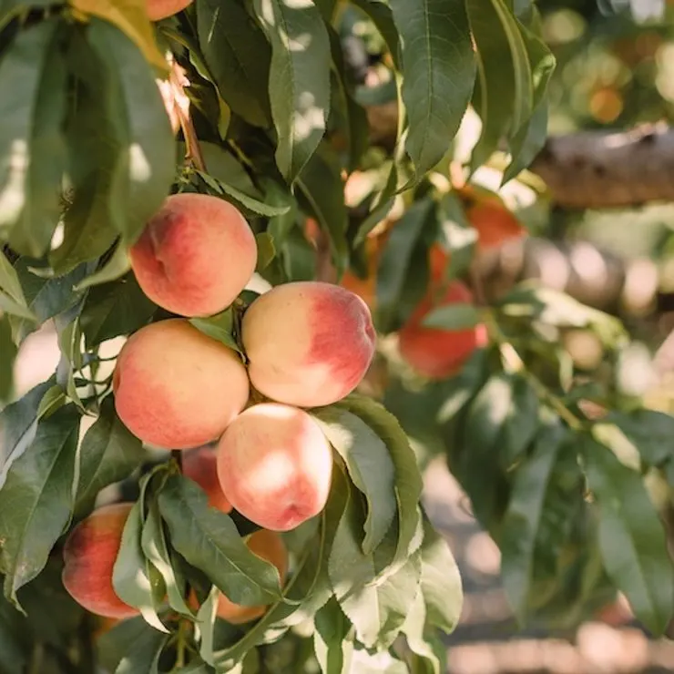 Lawrence Farms Orchards photo
