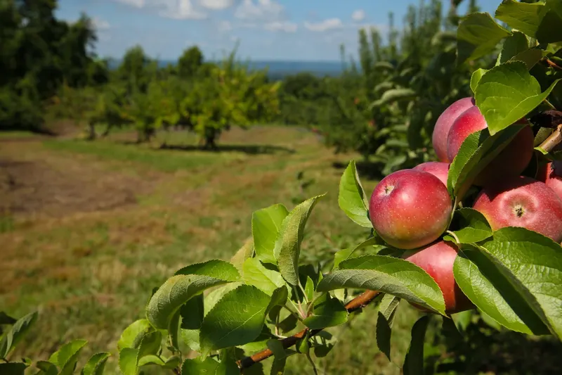 Masker Orchards photo