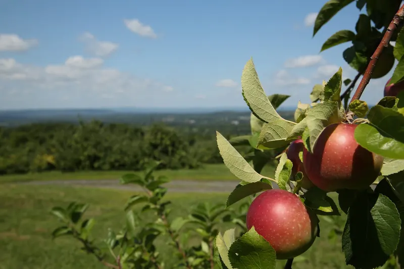 Masker Orchards photo