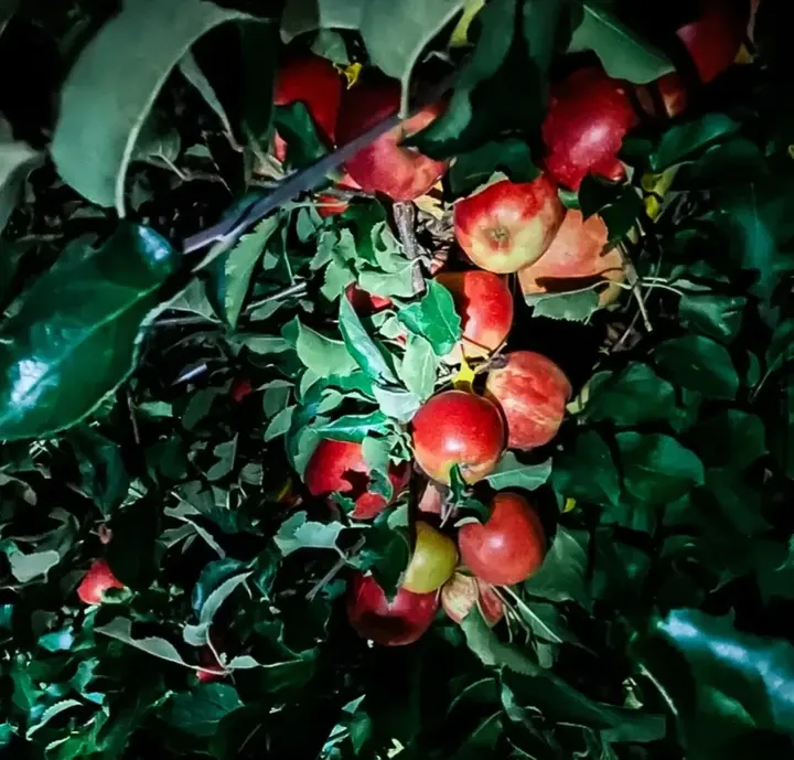 Pennings Orchard photo