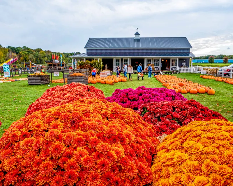 Pick'n Patch & Corn Maze photo