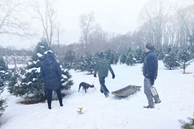 Pine View Farm