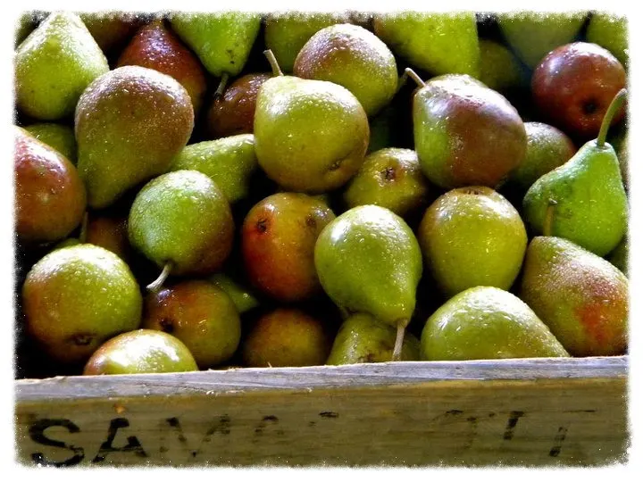 Samascott Orchards