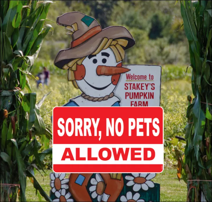 Stakey's Pumpkin Farm photo