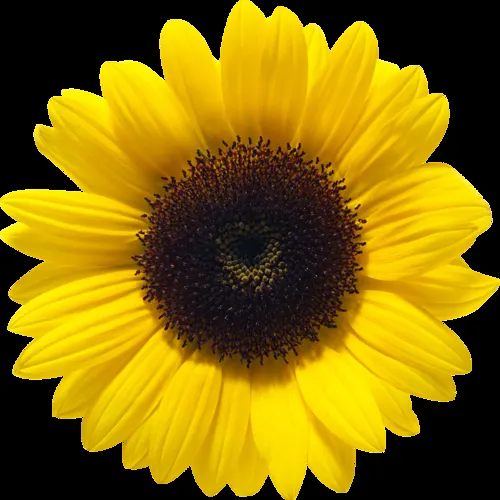 Sunflower Valley Farm