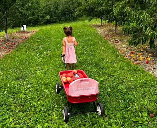 Weed Orchard Orchard and Winery photo