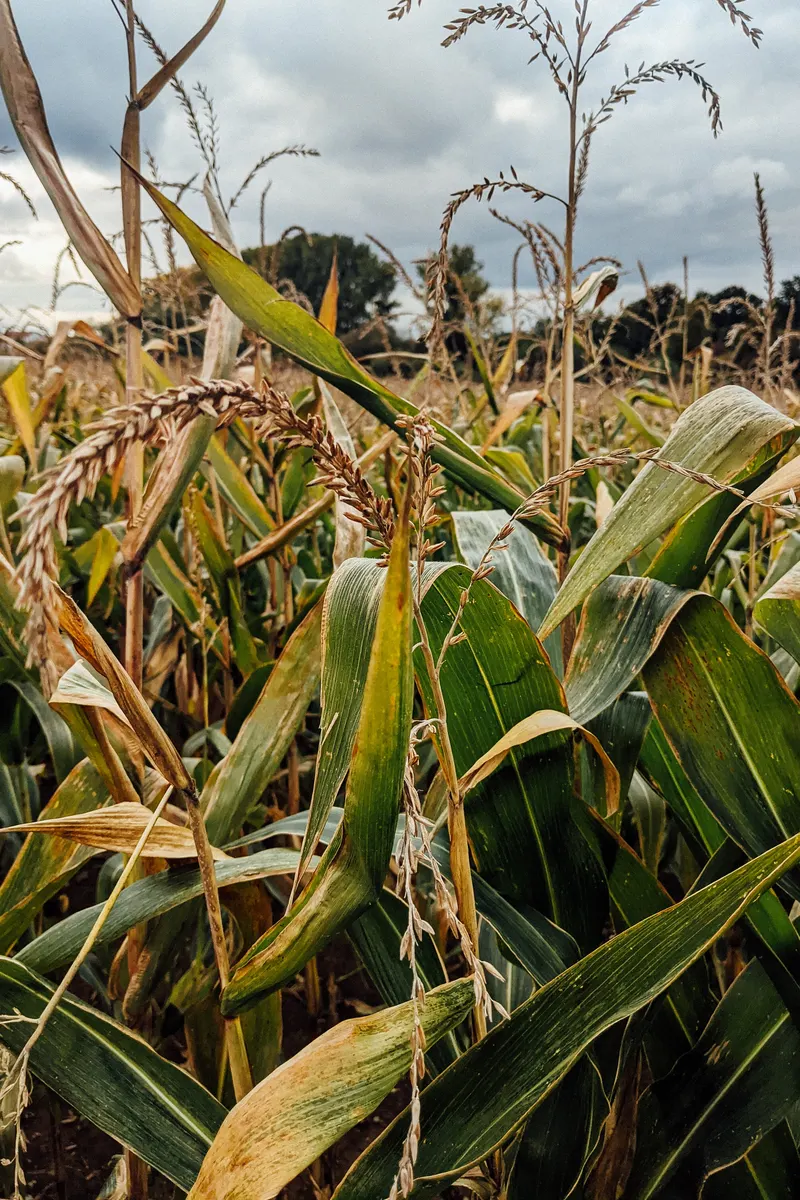 Wickham Farms photo