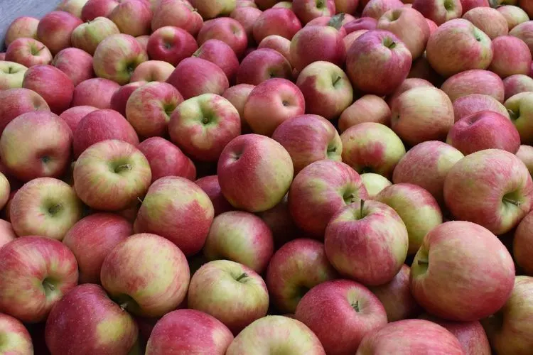 Wightman Fruit Farm photo