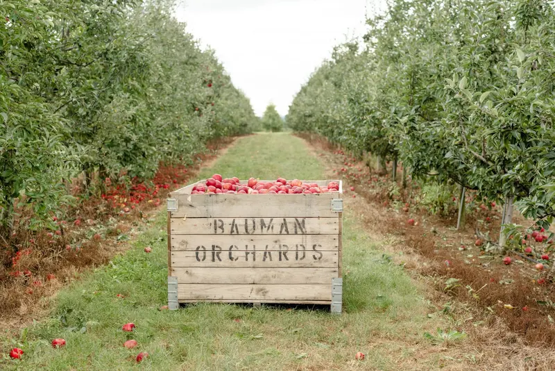 Bauman Orchards