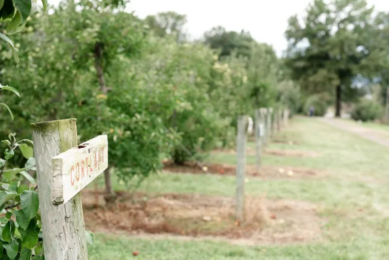 Bauman Orchards photo