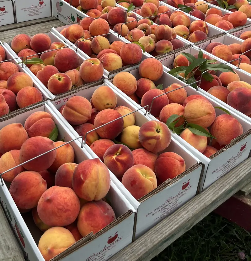 Branstool Orchards photo