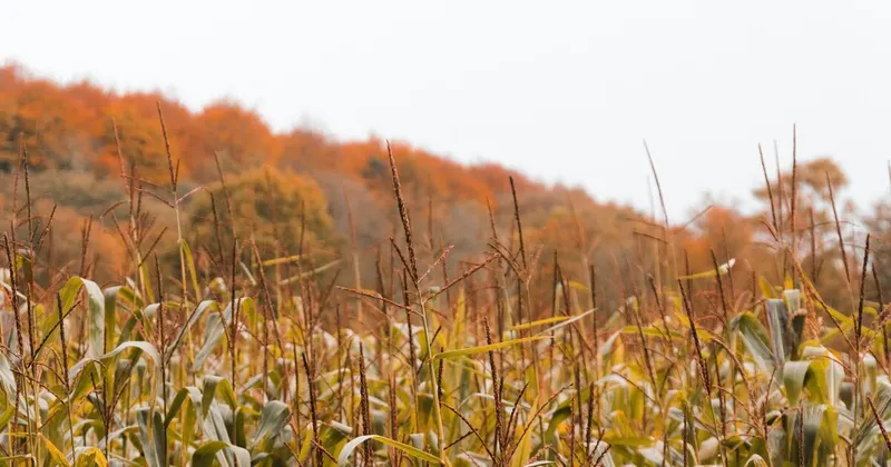 Brasee's Corn Maze and Pumpkin Patch