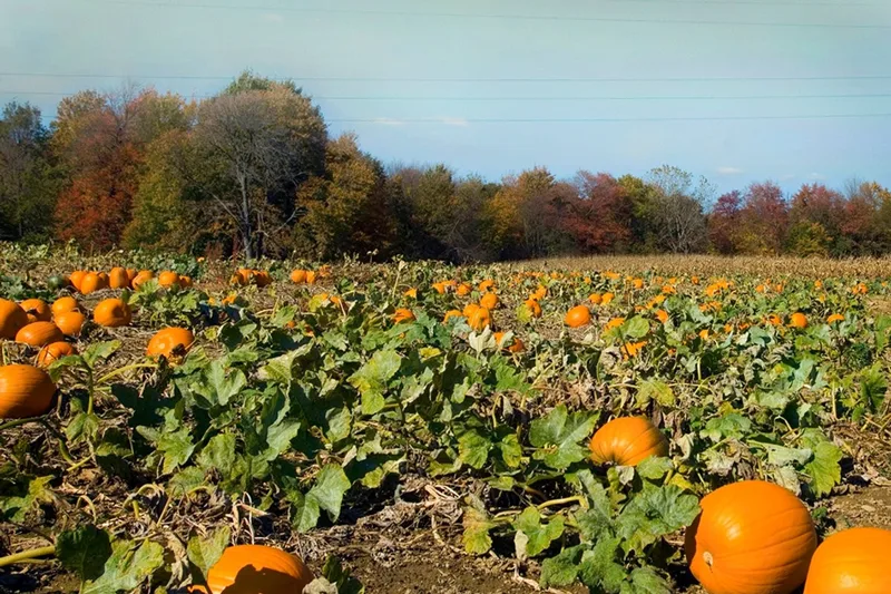 Dussel Farm photo
