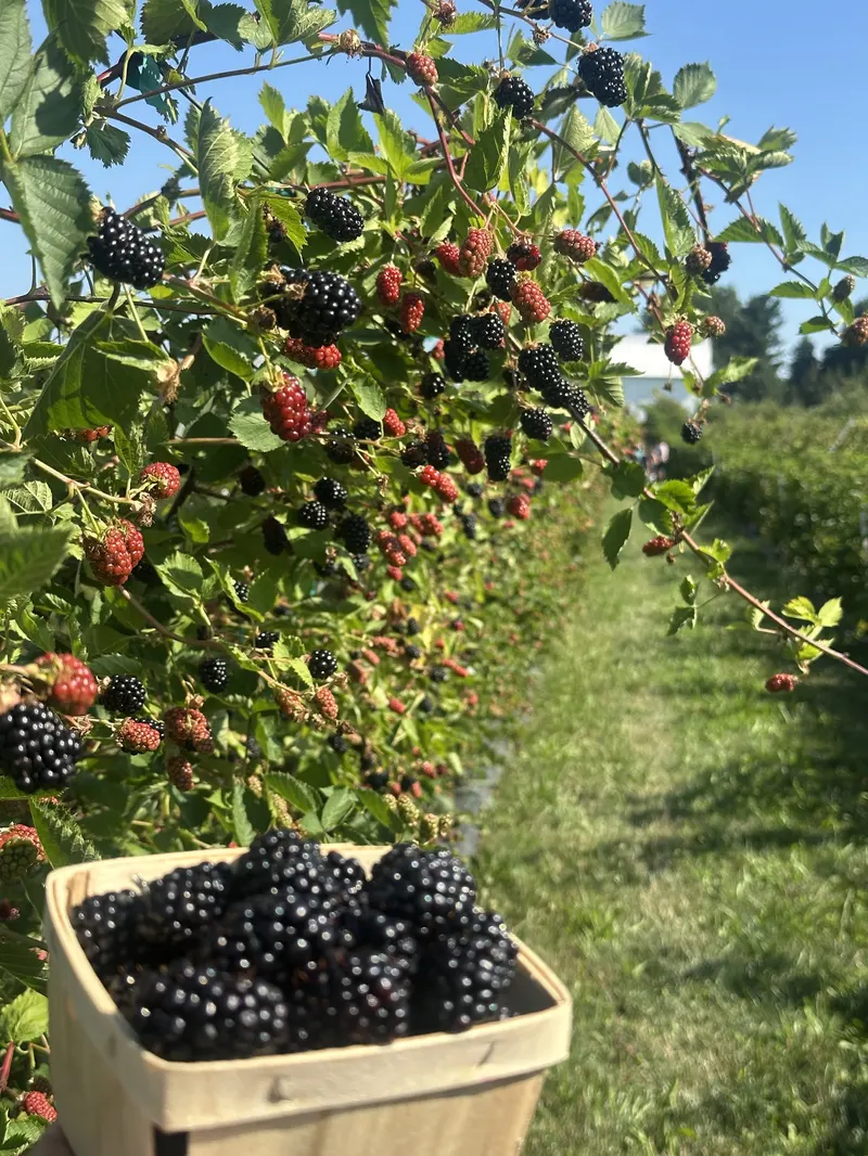 Geig's Orchard photo