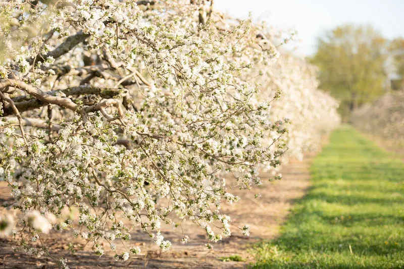 Johnston Fruit Farms photo