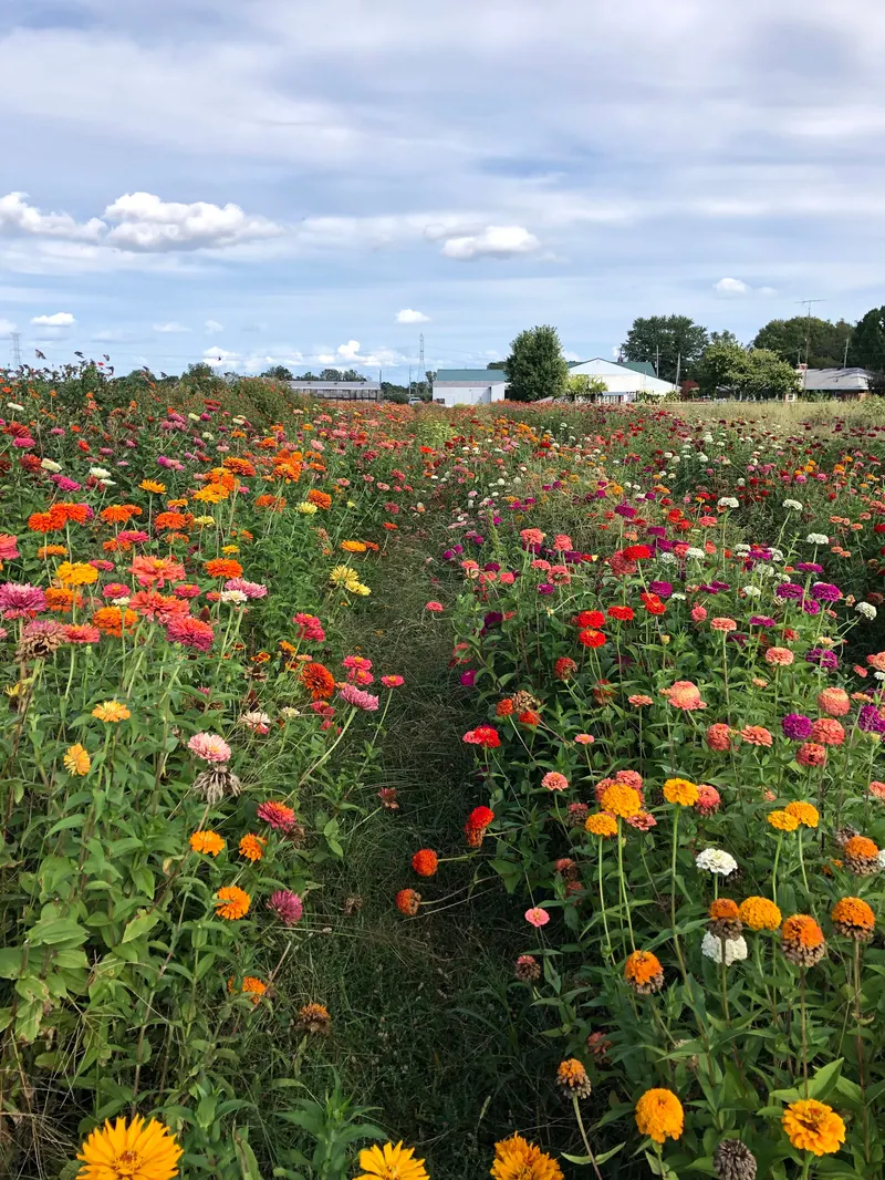 Johnston Fruit Farms photo