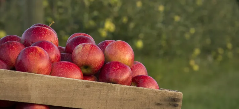 Karnes Orchard