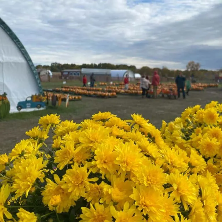 Kuchta Farms photo