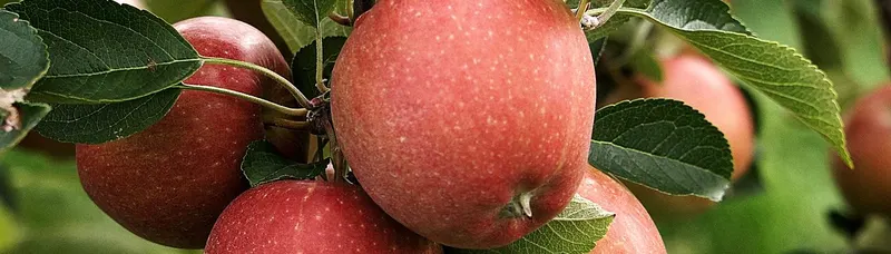 Miller Orchards photo