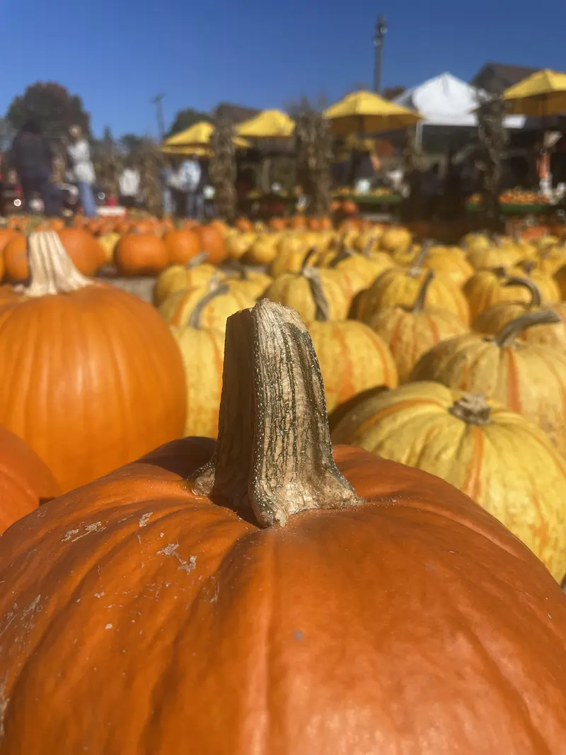 Mulberry Corners Pumpkins